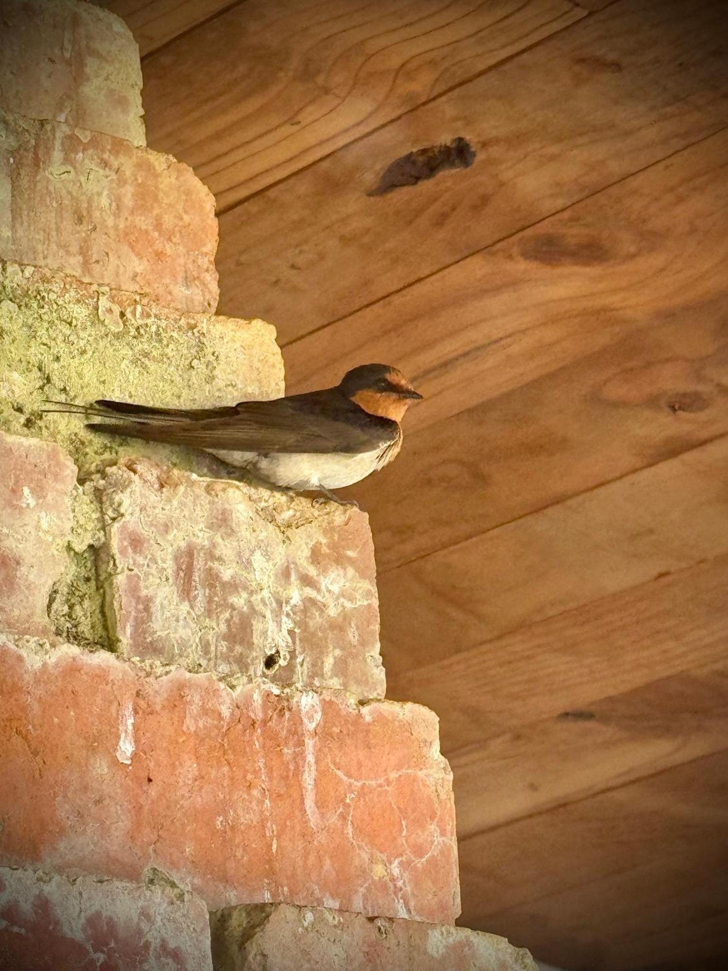 Buttons Cottage In Natures Paradise Nietta المظهر الخارجي الصورة